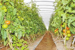 德宏農產品 以特色拓市場，以基建強根基