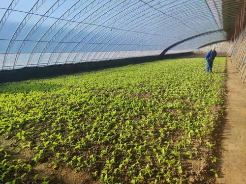 平谷馬昌營鎮 設施農業升級改造與農業企業托管服務雙輪驅動，譜寫鄉村振興新篇章